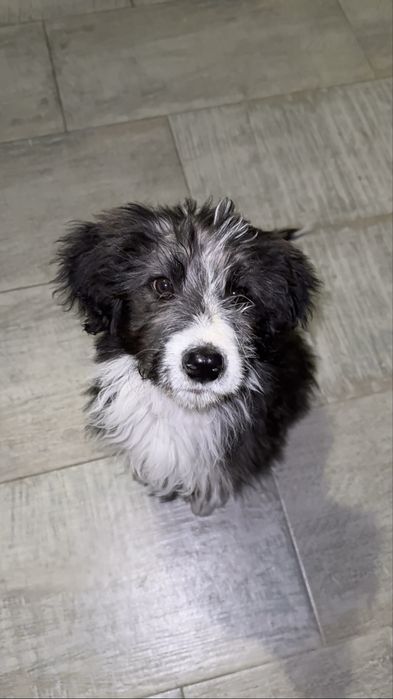Animale de conpanie