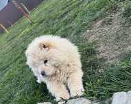 Pui chow chow alb talie mare