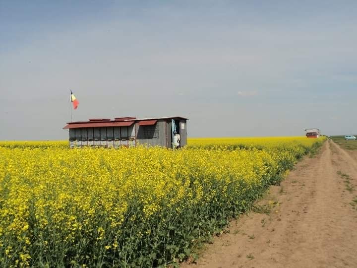 Vând pavilion apicol