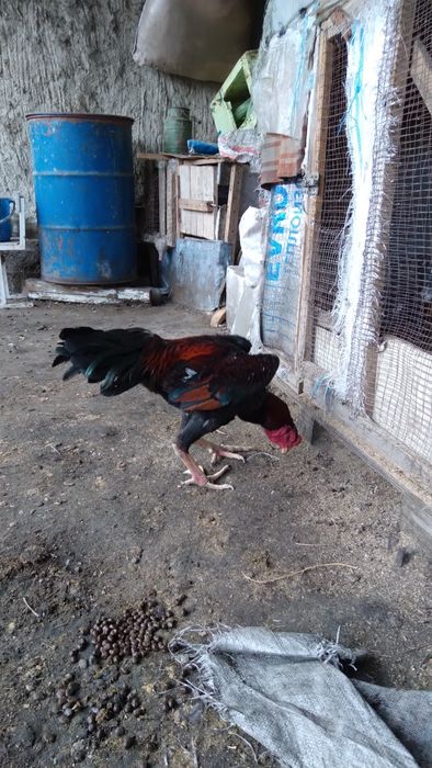 Хауроз сотилади ..