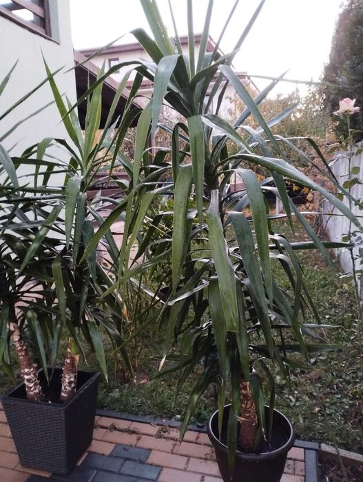 Yucca in ghiveci