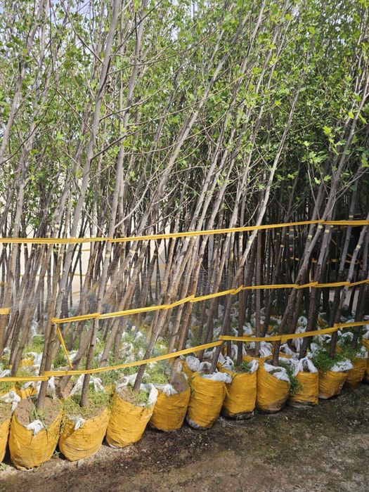 Kashtan va boshqa kochatlar optom narxlarda sotiladi