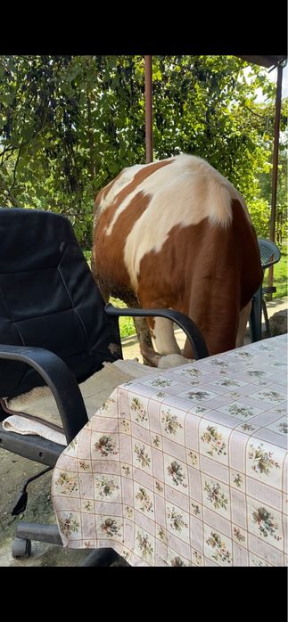 Vand vtea un an si sase luni