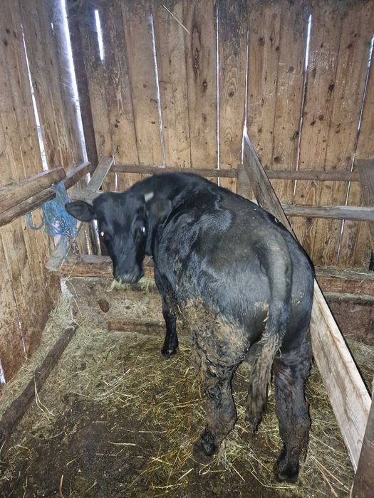 Vaca si taurasi de vânzare