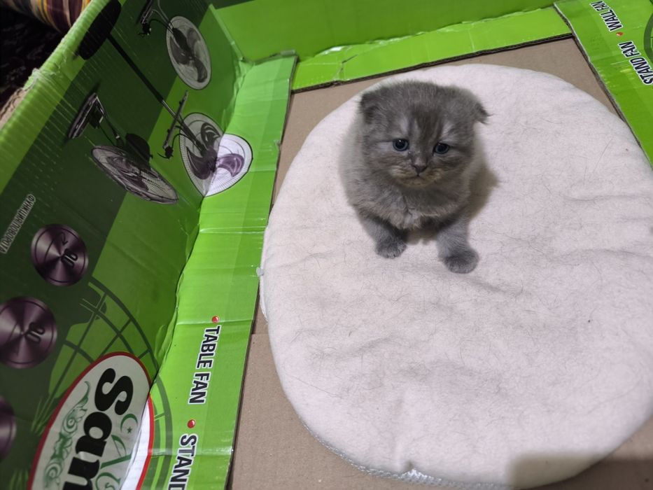 Зотдор скоттиш фолд мушук сотилади