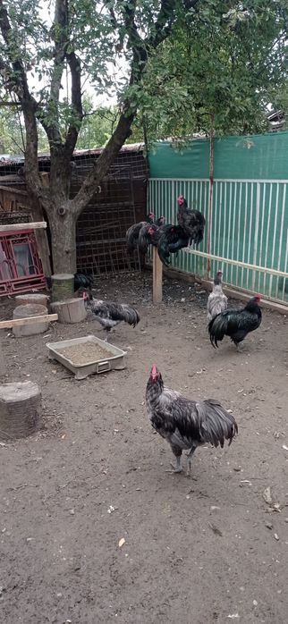 Cocoși Australorp de vânzare