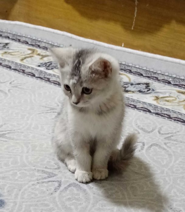 Zotdor Mushuk sotiladi