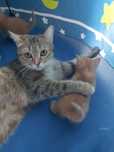 Отдам кошку с котятами