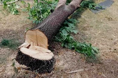 ПОДАРЯВАТ се дърва, дървен материал, дървесина, дървета за сеч