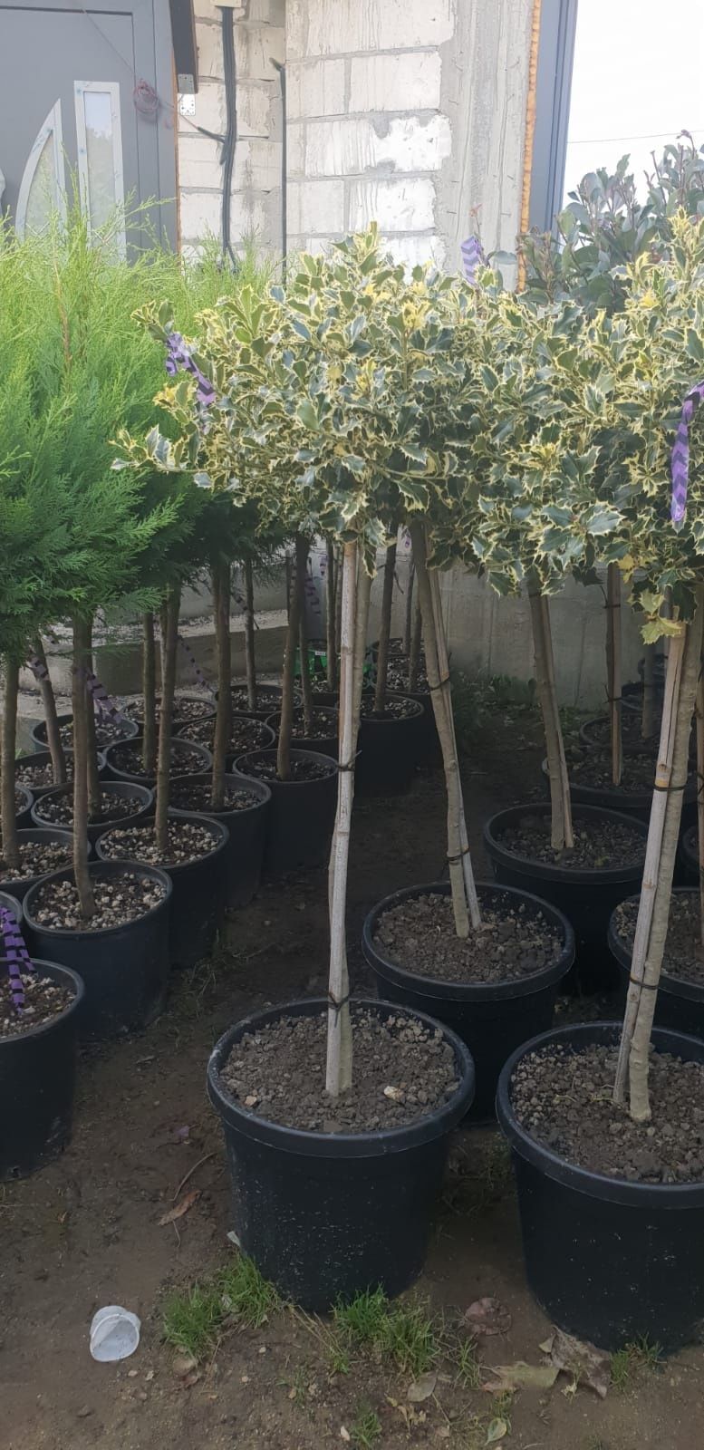 Vând ilex variegata