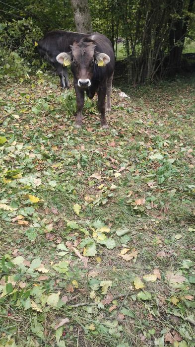 De vanzare 3 vitei taurasi