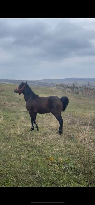 Vând mânz de 2 ani‼️‼️