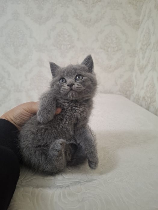 Продам милых котят