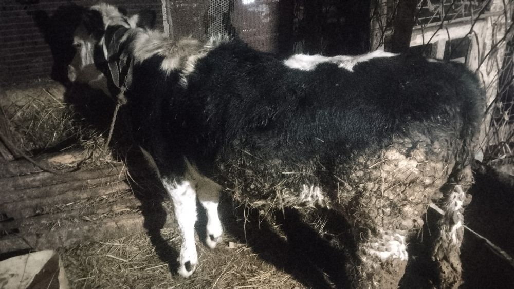 3 бычка 1 телочка