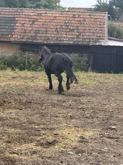 Iapa de vanzare garantata la orce proba         Cei anteresati sa ma c