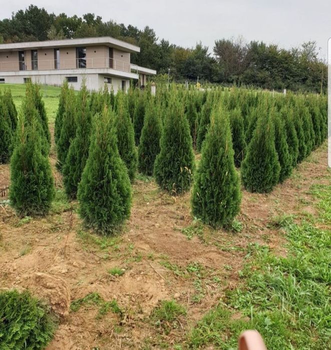 Thuja smaragd 2m+
