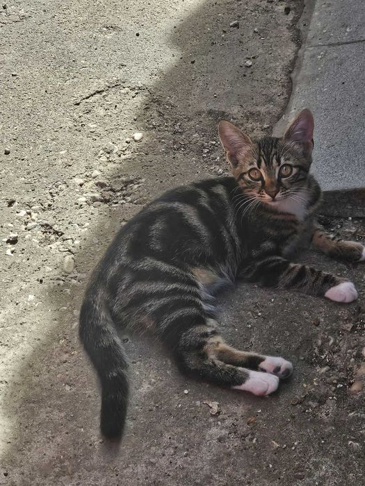Pisica fetita, aprox 5/6 luni, zona Bucuresti/Ilfov