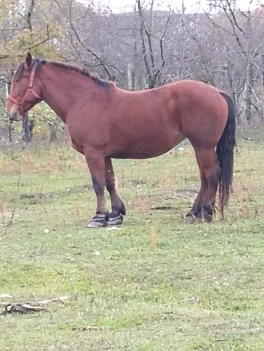 Vînd iapa de 7 ani gestanta de 8 luni