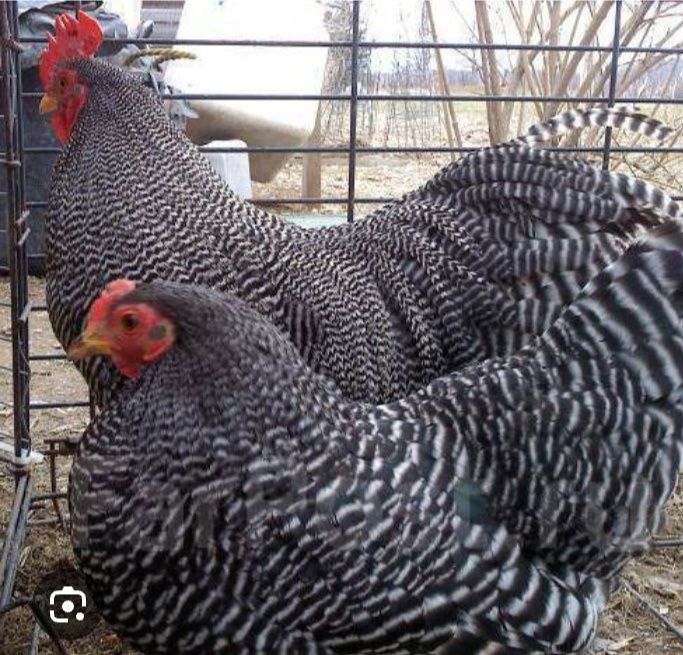 Инкубационный яйцо