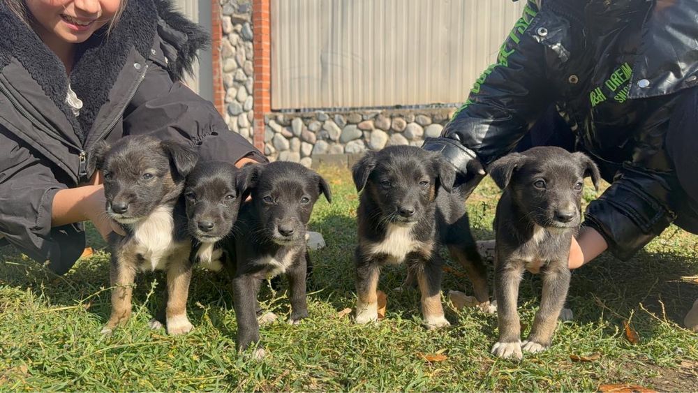 Отдам щенят в хорошие руки