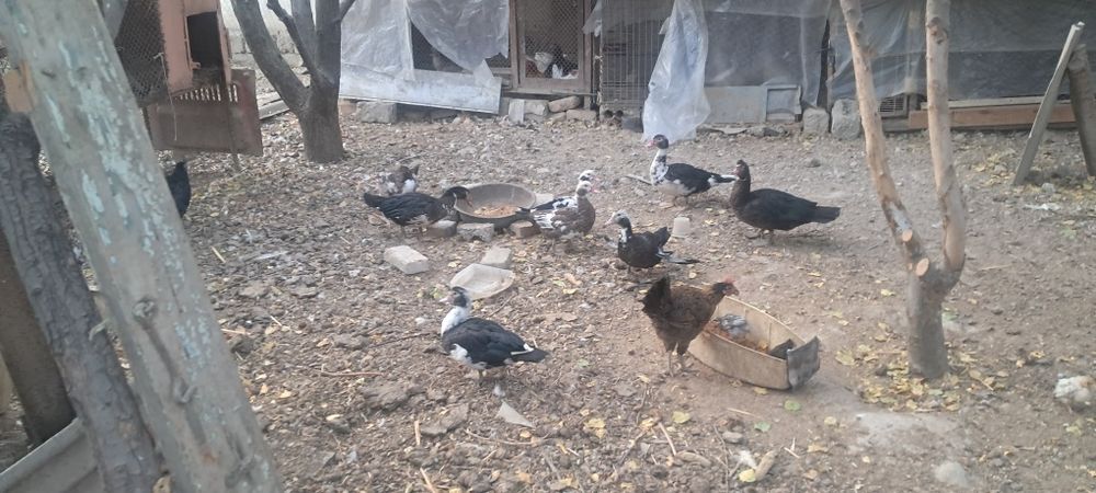 Индоутки срочно мо