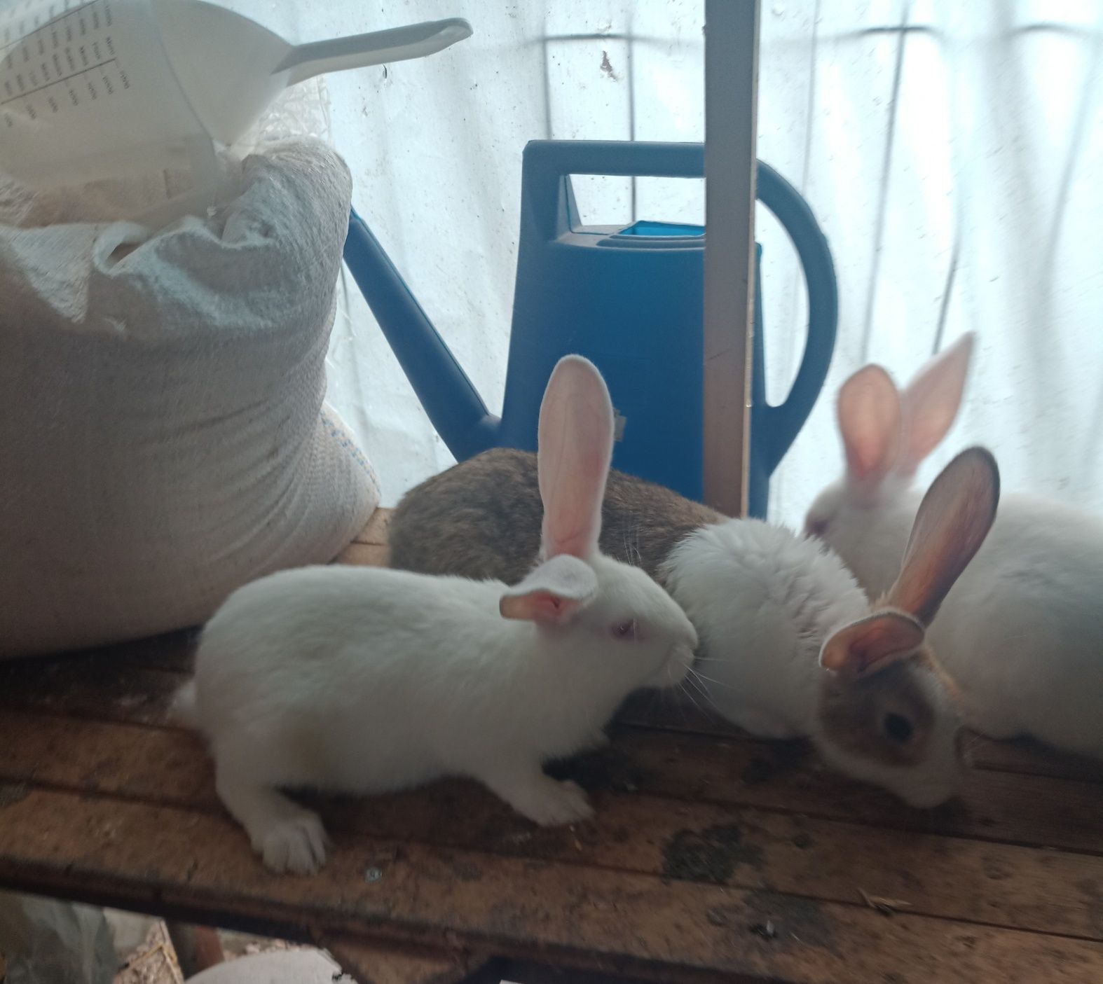Vand iepuri  de rasa hlykole de 2 lunii