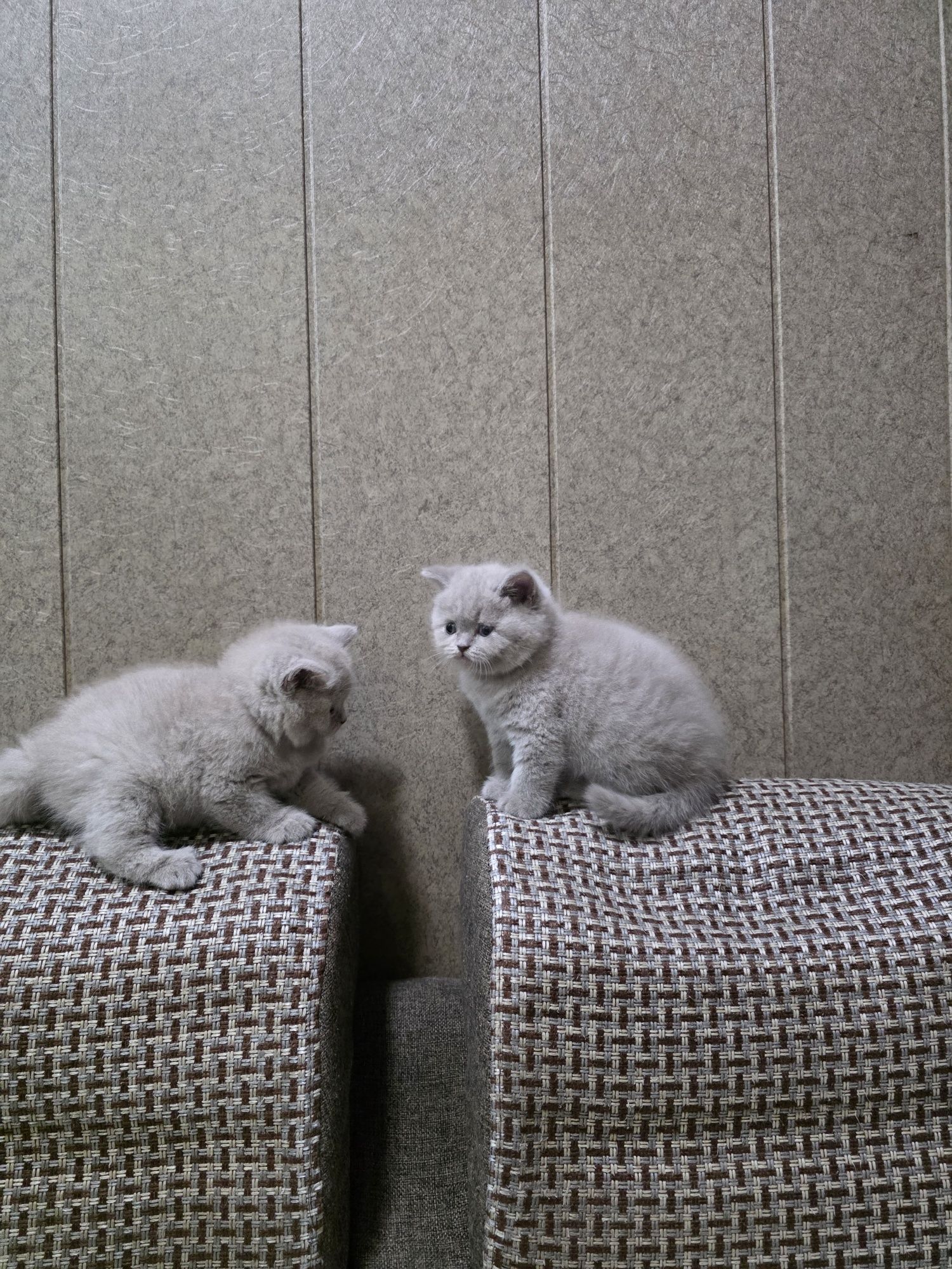Лиловые крупные котятки
