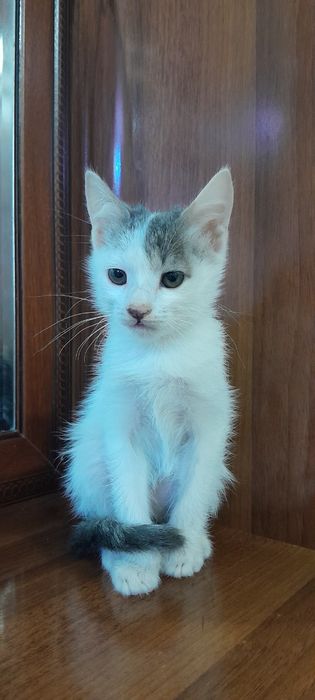 Mushuk tekimga yaxshi odamlarga