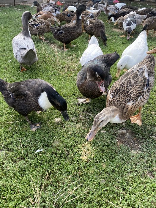 Vand rate romanesti/leşeşti, diferite marimi si culori