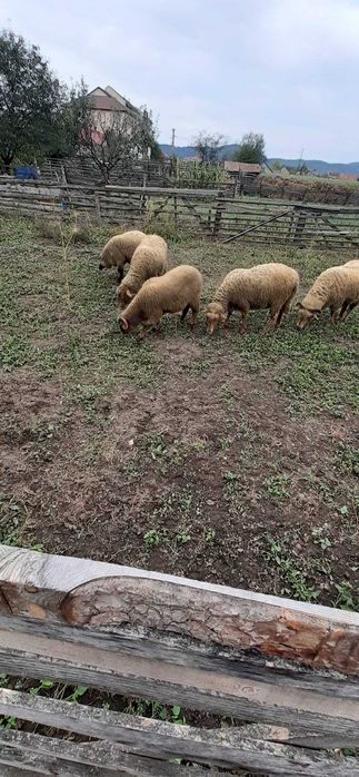 5 oi tinere si berbec