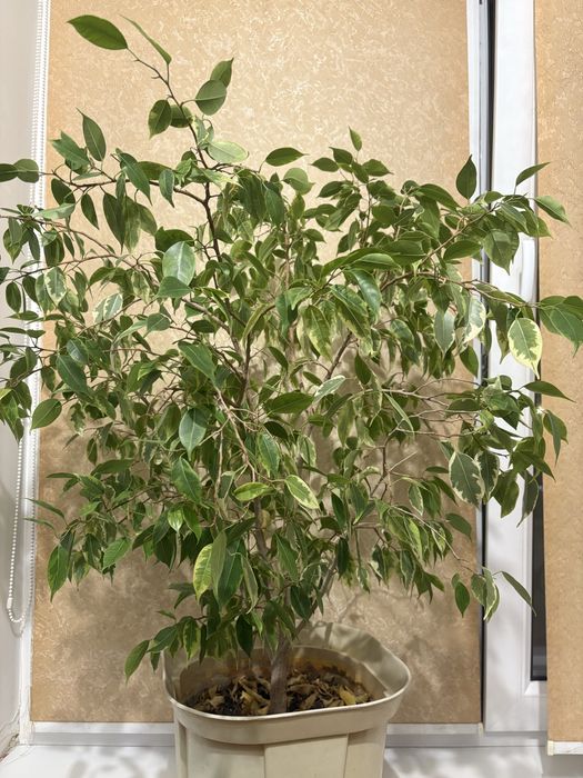 Фикус Бенджамина