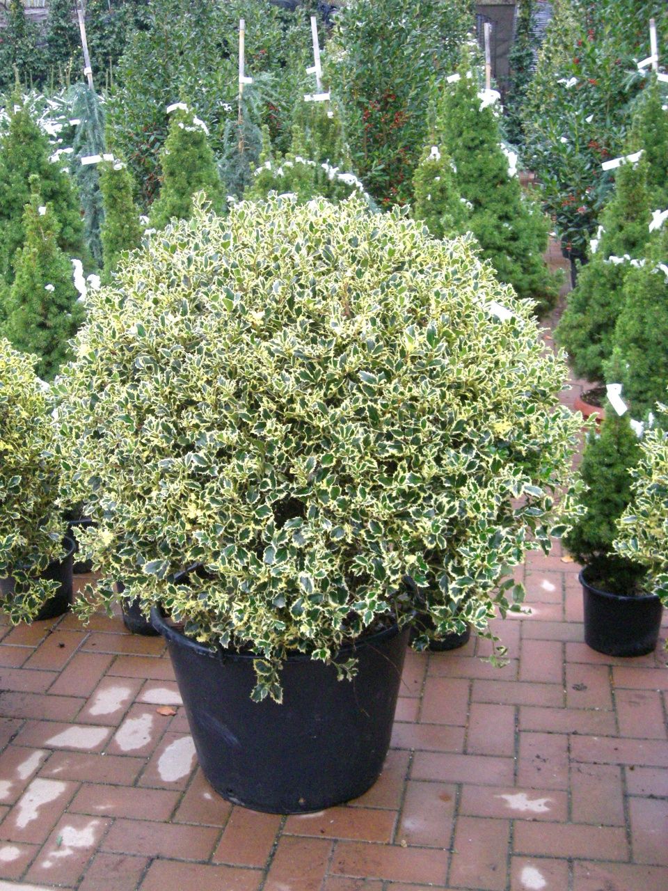 Ilex argentea marginata ( variegata ) ilex copac, ilex glob