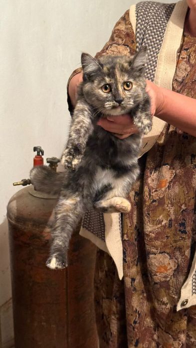 Мысық бар тегін әдемі