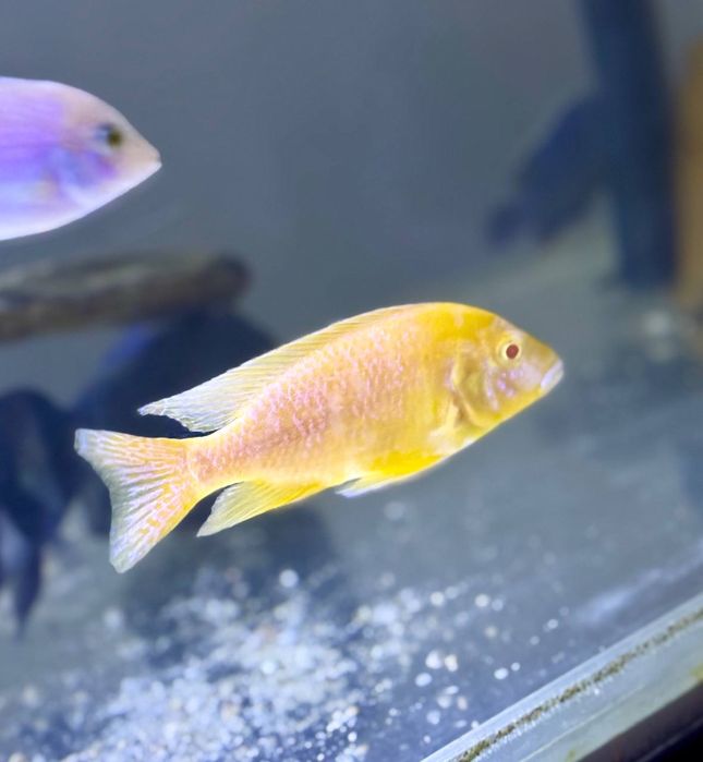 Аудунокара дракон самец и самка