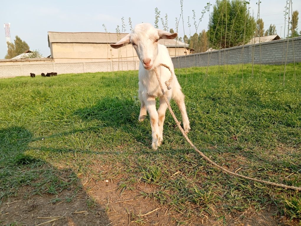 Ona bola echki sotiladi