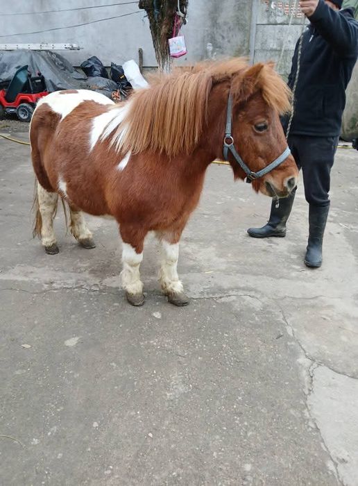 Vând poneița gestanta merge la căruță blândă