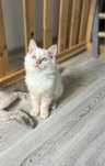 Ragdoll Flame Point