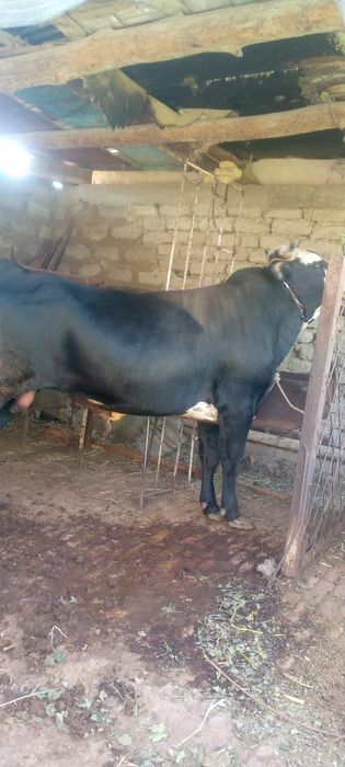 Семиз бука сотилади