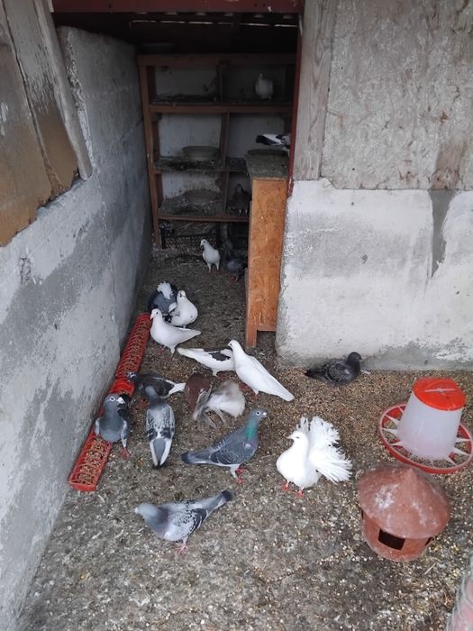De vanzare porumbei rotati si voiajori