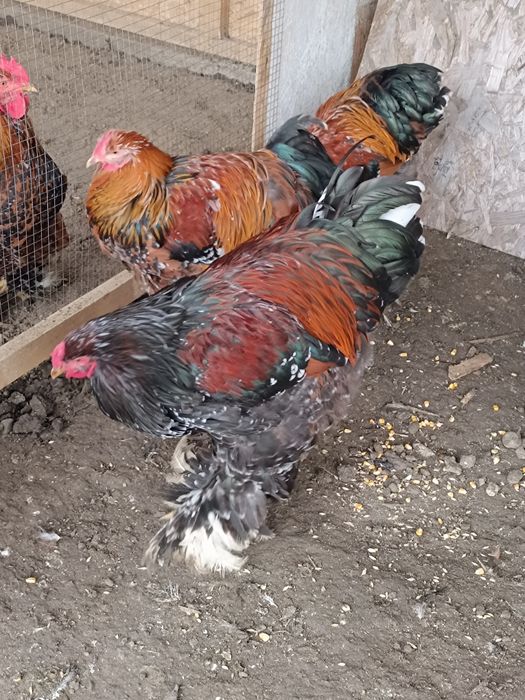 Cocos Brahma Porțelan