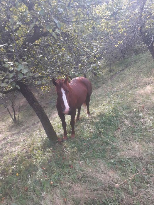Vand cal de 2 ani