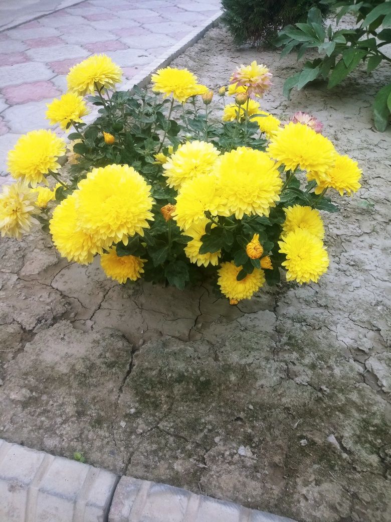 Кустарник хризантем жёлтые и сиреневые