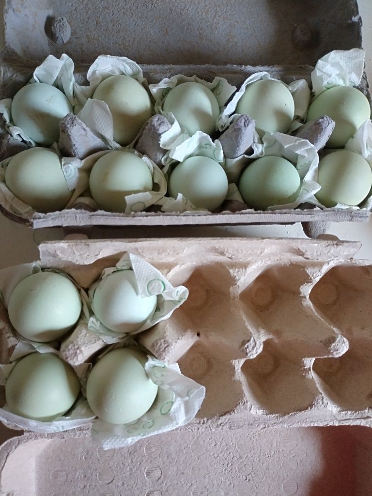 Vând oua incubat  australorp,araucana,,prepeliță