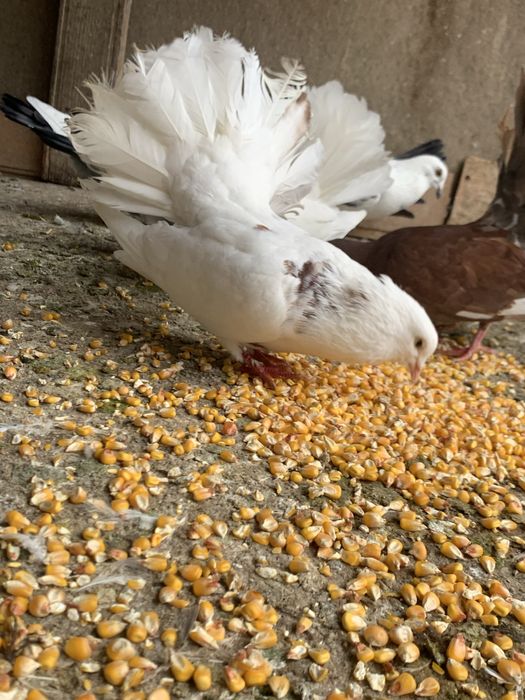 Vând porumbei comuni,curcani pret negociabil la pret  .