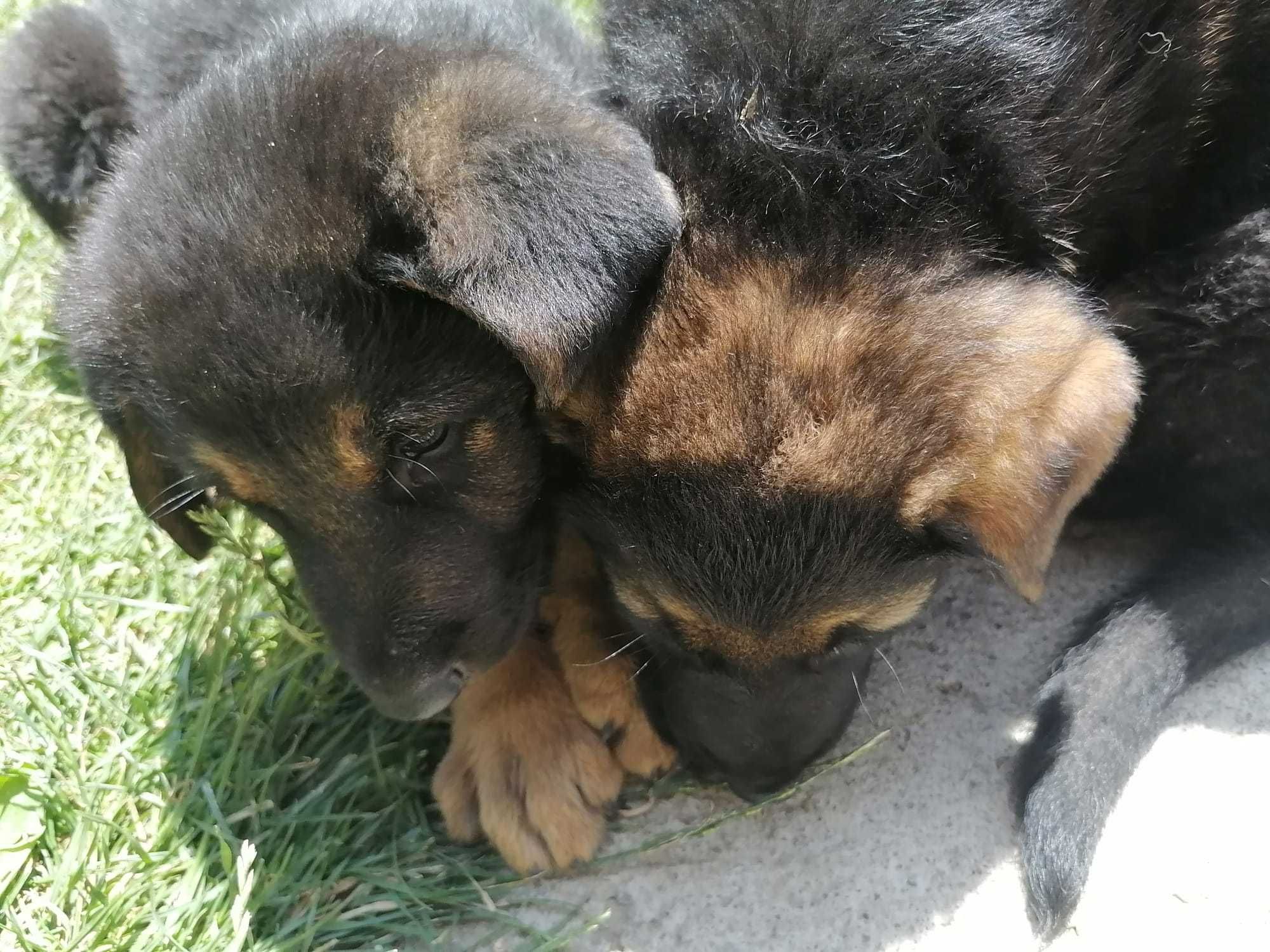 Adopție pui de câine masculi
