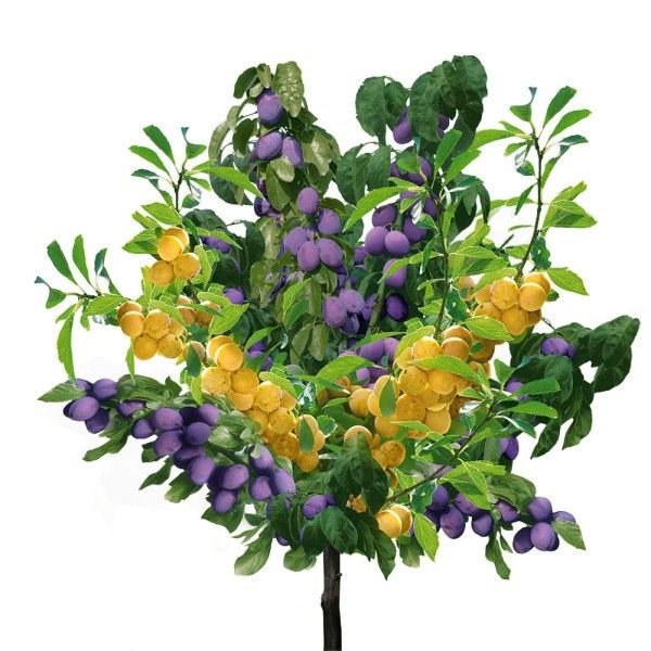 Pomi fructiferi  duo   soiuri pruni