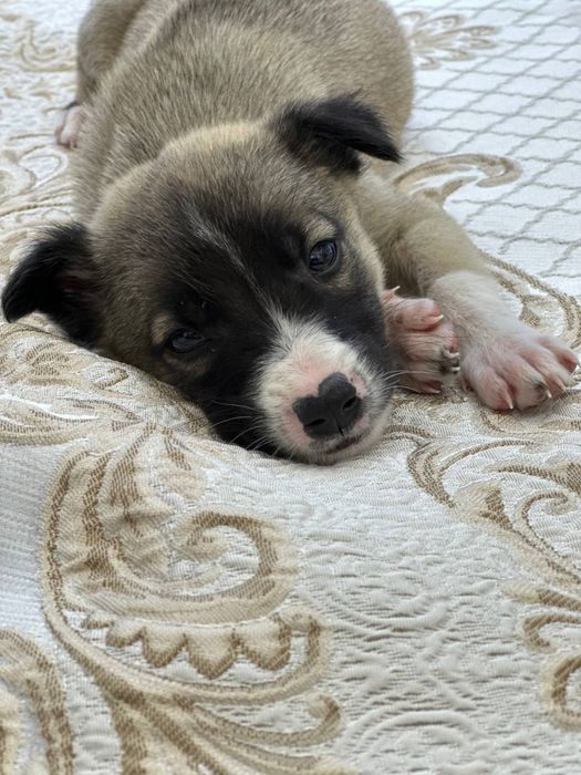 Малышам срочно нужен дом и семья!