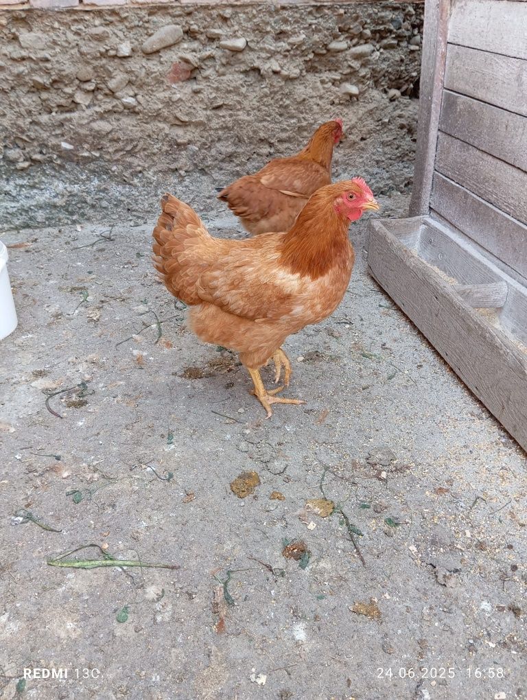 Vând pui de rasă mixtă