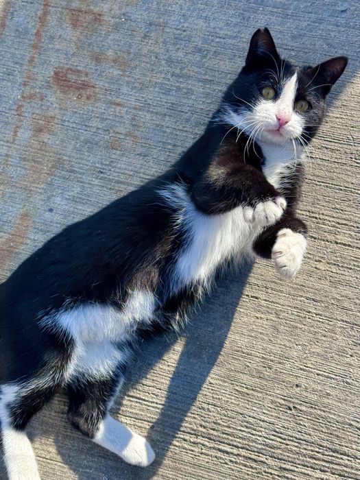 Кошка ласковая в добрые руки