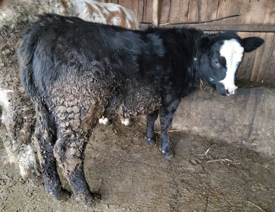 Vacă Bălțată Bomânească+viței Angus